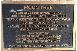 history of moon trees