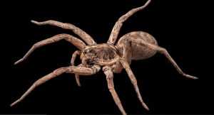 wolf-spider